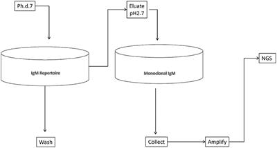 Diagnostic Profiling of the Human Public IgM Repertoire With Scalable Mimotope Libraries